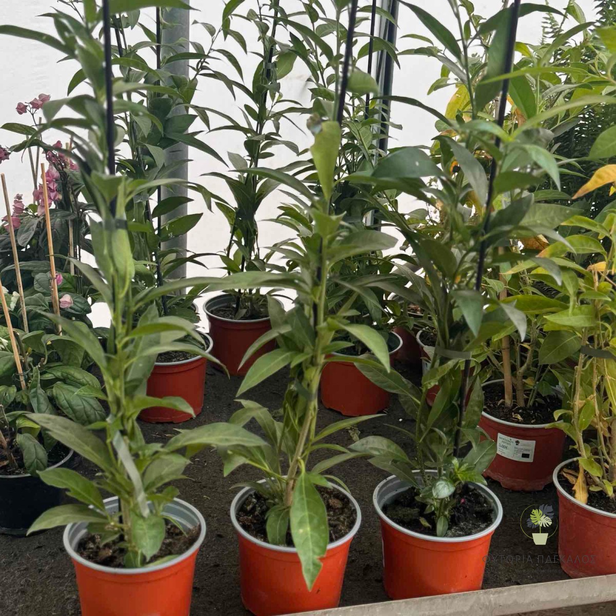 ΝΥΧΤΟΛΟΥΛΟΥΔΟ – Cestrum nocturnum - 3